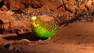 Australia Land of Parrots  Budgies in Nature [upl. by Shulman238]