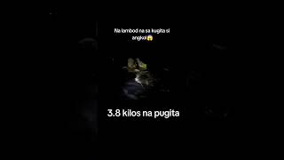 Pugita Octupos Kugita nightspearfishing spearo gopro [upl. by Evonne]