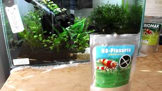 Removing Planaria from your Planted Aquarium [upl. by Llehsad506]