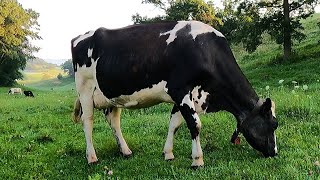 Milking Cows On A Small Family Dairy Farm [upl. by Elokin878]