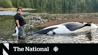 Community races to save orca calf after mother drowns [upl. by Assiluj]