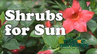 Shrubs for Sun  Village Nurseries [upl. by Normandy495]