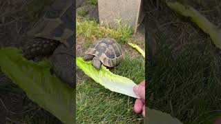 Hermanns tortoise eating lettuce out of my hand 🥬 swetlandtortoises hermannstortoise tortoise [upl. by Notyal32]