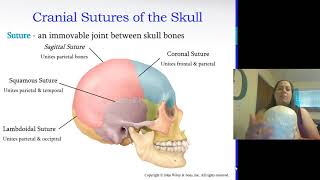 Axial Skeleton [upl. by Celeski]