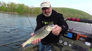 Shad Fishing with Tim Keebler  Fin Seeker Guide Service [upl. by Malachy407]