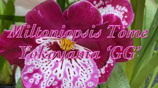 Miltoniopsis Tome Yokoyama ‘GG’  Carmela Orchids Update  oncidiumalliance mylittlejungle [upl. by Erdua]