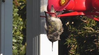 Hummingbird Sleeping While Hanging Upside Down [upl. by Neelahs]