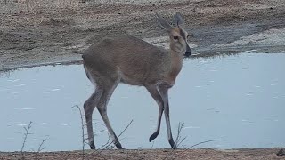 Common duiker at Djuma Waterhole [upl. by Nodnil76]