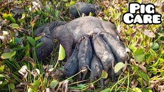 animals video pig is wild animal or domestic animalkeeping exotic animals as pets pig [upl. by Itsa231]