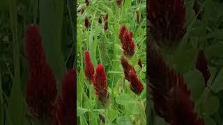 Trifolium incarnatum  Crimson clover or Scarlet clover  The RED flowers [upl. by Changaris777]