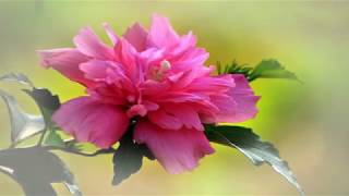 Hibiscus syriacus HD1080p [upl. by Siwel]