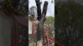 Maple tree felling by professionals arborist shorts youtubeshorts [upl. by Phylis]