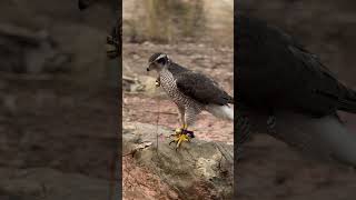 🖤🦅LOOK❤️‍🔥 falconery birds falconry falconrylife [upl. by Hametaf]