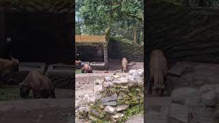 Darjeeling sheep worldanimalslover zoo nature sheep [upl. by Anaugahs418]