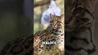 Ocelot a Wild Cat ocelot wildcat nature [upl. by Alonzo274]