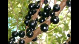 Jabuticaba  Brother Simion [upl. by Ariaek]