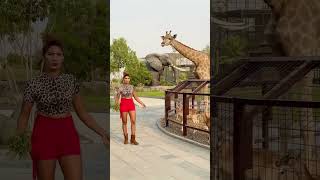 Giraffezoo animals pets animallover petslover tiger elephant lion fashion [upl. by Sorodoeht542]