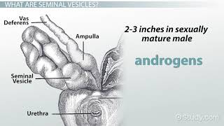 Seminal Vesicles Definition amp Function [upl. by Abey]