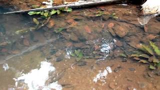 Melon barbs and Lagenandra sp in the Western Ghats [upl. by Ydda]