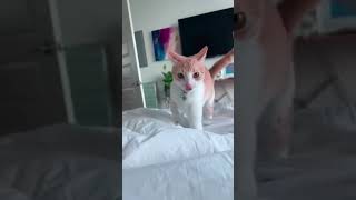 Hcatcatlover fumny fumnyvideos foryou fypage fyp fumnycatcats cat pets funny [upl. by Noleta]