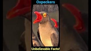 Oxpeckers Unbelievable Facts You Never Knew [upl. by Sira]