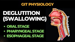 Deglutition Swallowing And its Reflex  Gastrointestinal Physiology  By Muneeb [upl. by Natehc610]