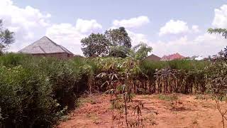 imari imari ubuso4000sqm wakatamo ibibanza hafi12 kimwe kigura40M negotiate 250784683315 [upl. by Ecitnerp16]