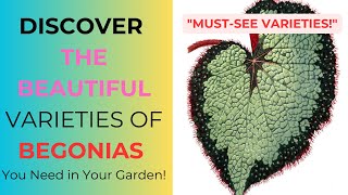 🌸Discover the Beautiful Varieties of Begonias You Need in Your Gardenquot [upl. by Trebleht]