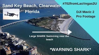 WARNING HAMMERHEAD SHARK on the beaches of Clearwater Florida [upl. by Bel248]