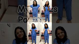 Myotomes part2  Physiotherapy Anatomy physiology [upl. by Bork635]