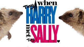 When Harry Met Sally  Hedgehog Style [upl. by Fredel50]