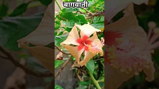 Bhawere ne khilya phool phool le gya terndingsong smartphone song shortfeed youtubeshorts [upl. by Atiekan]