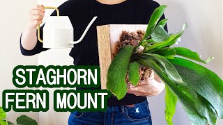 How to Mount Staghorn Ferns  Water Once a Month [upl. by Cherilyn]