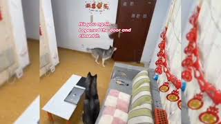 Husky Opens Door for Food Delivery  Smart Dogs Watching a Movie [upl. by Johnathan929]