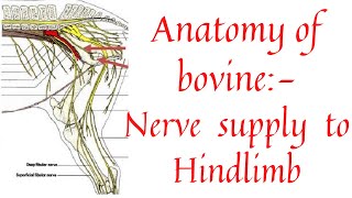 Nerve supply to hindlimb  Hindlimb nerves of ox  Lumbo sacral plexus  Ischiatic nerve [upl. by Pavior]