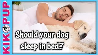 Should your dog sleep in your bed [upl. by Concepcion323]