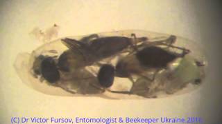 Under Microscope Unique Aquatic Wasp Prestwichia aquatica  Parasitoid of Water Beetles Under Water [upl. by Kit]