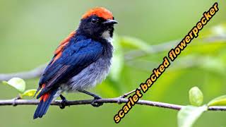 scarletbacked flowerpecker [upl. by Madella]