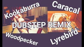 Kookaburra Caracal Woodpecker Lyrebird DUBSTEP REMIX [upl. by Norod]