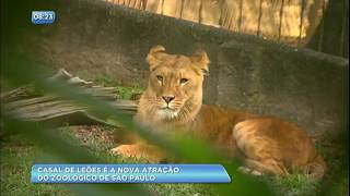 Casal de leões é a nova atração do Zoológico de São Paulo [upl. by Ellemac393]