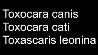 Toxocara canis Toxocara cati Toxascaris leonina  Parasitología  MV Z UNAMFESC [upl. by Stanislaus]