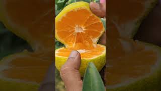 Xieshan satsuma Mandarin shorts shortvideo love [upl. by Aihsiym33]