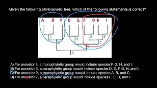 Paraphyletic groups vs Monophyletic groups [upl. by Lamoree]