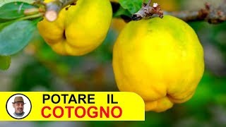 POTARE IL COTOGNO [upl. by Salene]