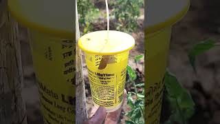 How to install pheromone trap trending organicfarming [upl. by Sirtaeb]