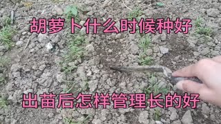 胡萝卜什么时候种好？怎样种好胡萝卜？出苗后这样管理长的好 [upl. by Colier794]