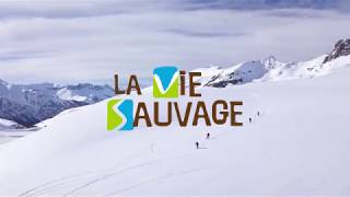 Ski de randonnée nordique  Explications conseils et voyages avec La Vie Sauvage [upl. by Eirena8]