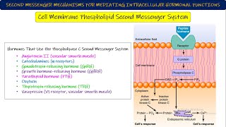 Adenylyl CyclasecAMP Cell membrane Phospholipid 2nd messenger System Chapter 75 part 7 Guyton [upl. by Alidia]