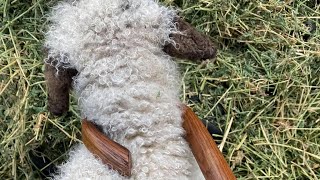 How to use a shepherds staff babylamb [upl. by Odey387]