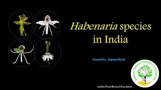 Habenaria species orchids terrestrial orchidworld odisha conservation conservationawareness [upl. by Fontes]